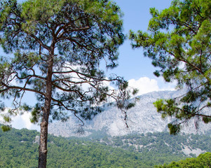 tree in forest