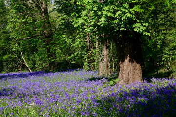 Netherlands; a field of blue Hyacinth in Parc Sorghvliet