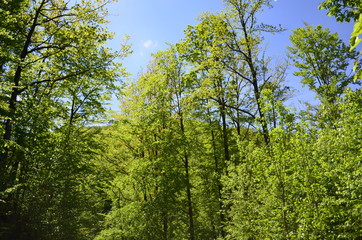 Spring beech forest with fresh light green foliage