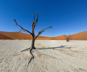 Dead Camelthorn Trees against orange shade of color desert sand dunes at sunrise on white clay pan at Deadvlei, Sossusvlei , Namib desert , NAMIBIA