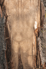 Copy space in tree bark