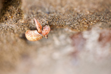 Hermit crab, lat. Paguroidea . Hermit crab runs on a stone, close-up, shallow depth of field. Sri-Lanka.