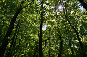 Spring beech forest with fresh light green foliage
