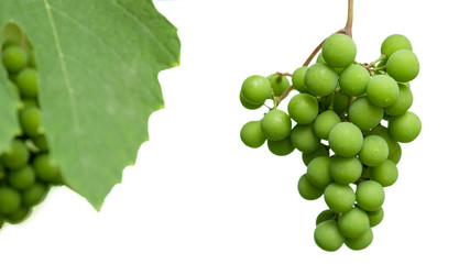Unripe clusters of grapes with leaves isolated on a white background. Selective focus.