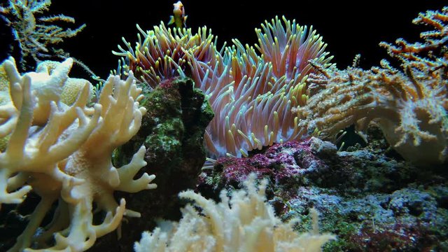 Anemonia sulcata, Lobophytum sp. on coral reef