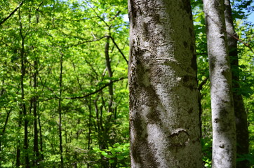 Spring beech forest with fresh light green foliage