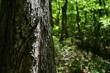 Spring beech forest with fresh light green foliage