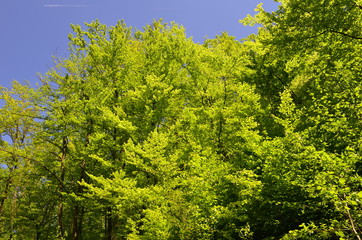 Fototapeta premium Spring beech forest with fresh light green foliage