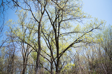 early spring green nature outdoors
