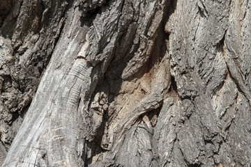 Tree bark texture in the nature