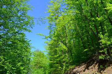 Spring beech forest with fresh light green foliage