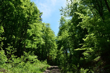 Spring beech forest with fresh light green foliage