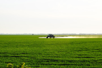 tractor with the help of a sprayer sprays liquid fertilizers on young wheat in the field.