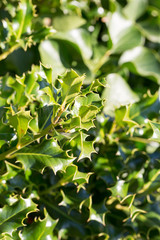 Feuilles de Houx