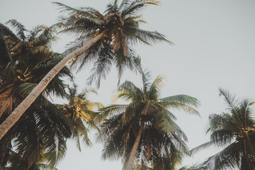 Fototapeta na wymiar palm grove, palm trees against the blue sky and palm trees, tropical view