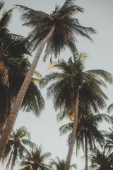 Fototapeta na wymiar palm grove, palm trees against the blue sky and palm trees, tropical view