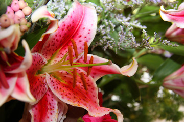 Obraz na płótnie Canvas pink lily in garden