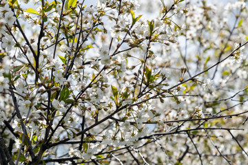Cherries in blosoms in nice spring afternoon.