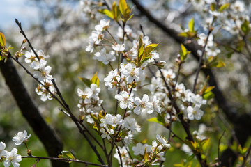 Cherries in blosoms in nice spring afternoon.