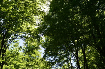 Fototapeta premium Spring beech forest with fresh light green foliage