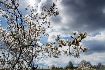 Cherries in blosoms in nice spring afternoon.