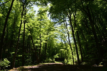 Fototapeta na wymiar Spring beech forest with fresh light green foliage