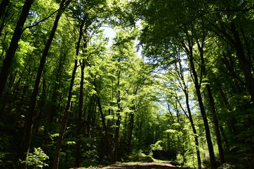 Spring beech forest with fresh light green foliage