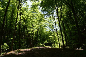 Spring beech forest with fresh light green foliage