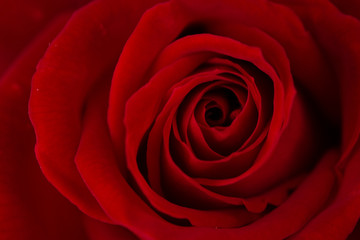 Macro Flowers at the Mission