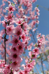 pink cherry blossom flower in spring time over blue sky.