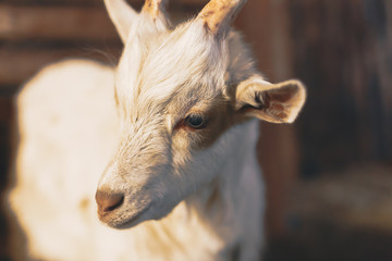 Obraz premium the little goat is waiting for him to be fed
