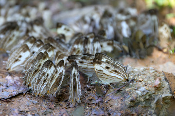 Group of butterflies puddling on the ground at Ban Krang Camp, Kaeng Krachan National Park at Thailand