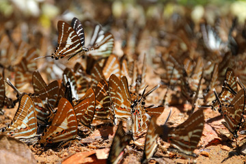 Group of butterflies puddling on the ground at Ban Krang Camp, Kaeng Krachan National Park at Thailand