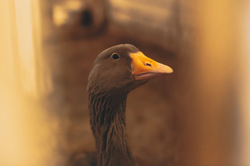curious goose stares at the viewer