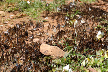Group of butterflies puddling on the ground at Ban Krang Camp, Kaeng Krachan National Park at Thailand