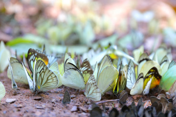 Group of butterflies puddling on the ground at Ban Krang Camp, Kaeng Krachan National Park at Thailand