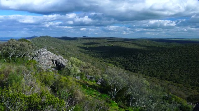 Alcornoque (Cork oak)  forest , Springtime, Bosque Mediterr&aacute;neo, Sierra de San Pedro, C&aacute;ceres, Extremadura, Spain, Europe