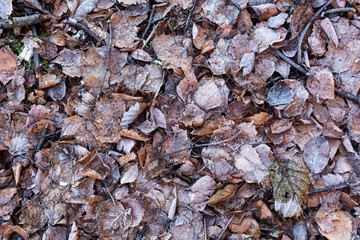 Fallen leaves on ground covered in frost rime