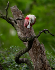 Roseate Spoonbill in Florida 