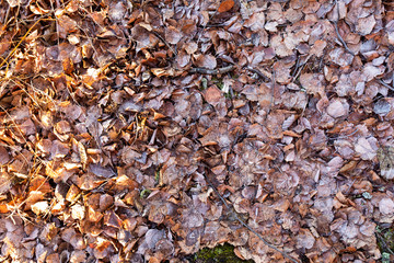 Fallen leaves on ground covered in frost rime
