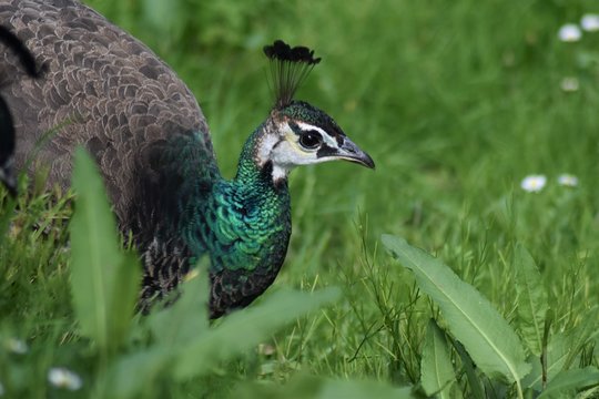Peacock female among the grass (Pavo cristatus)