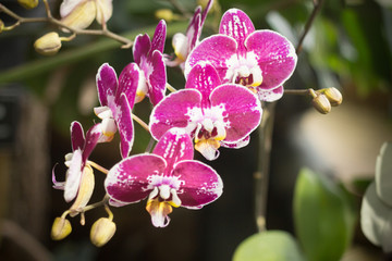 Purple and white Phalaenopsis orchide flowers in a conservatory