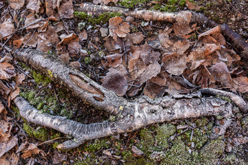 Fallen leaves on ground covered in frost rime