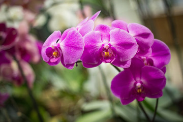 Вeautiful purple Phalaenopsis orchid flowers growing in a greenhouse