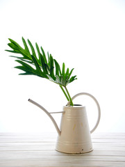 Watercolor tropical philodendron xanadu leaf