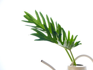 Watercolor tropical philodendron xanadu leaf