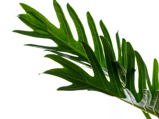 Watercolor tropical philodendron xanadu leaf © jittima