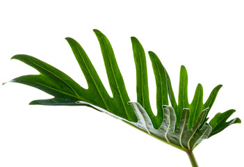 Watercolor tropical philodendron xanadu leaf