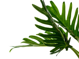 Watercolor tropical philodendron xanadu leaf