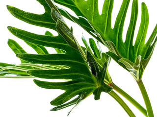 Watercolor tropical philodendron xanadu leaf © jittima